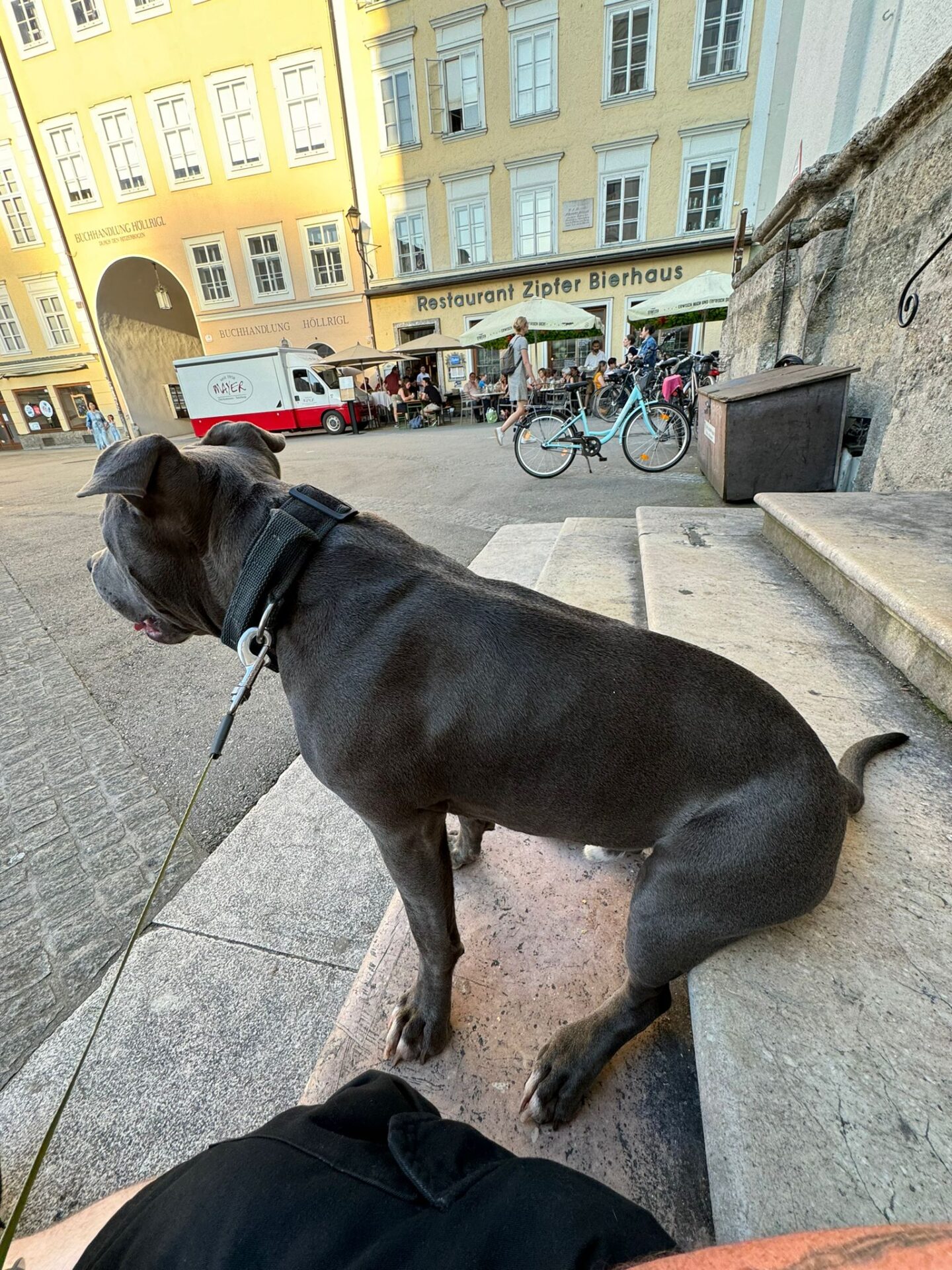 Österreichischer Tierschutzverein Österreichischer Tierschutzverein-Happy Ends: Tobi