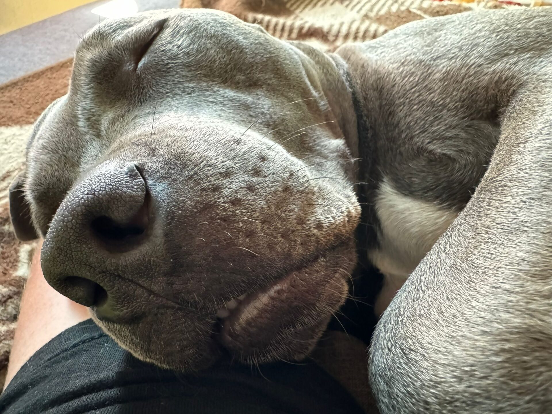 Österreichischer Tierschutzverein Österreichischer Tierschutzverein-Happy Ends: Tobi