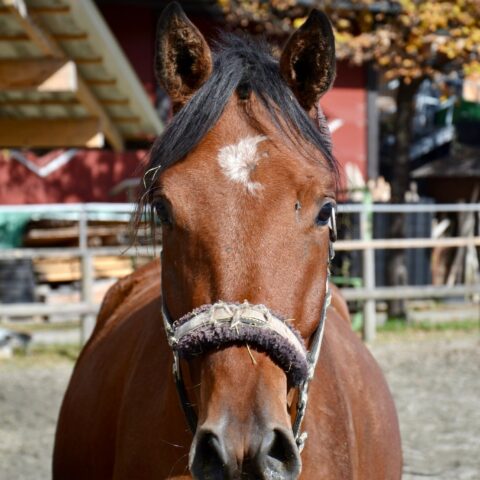 Österreichischer Tierschutzverein-Tiervermittlung: Der fröhliche Jungspund Locan