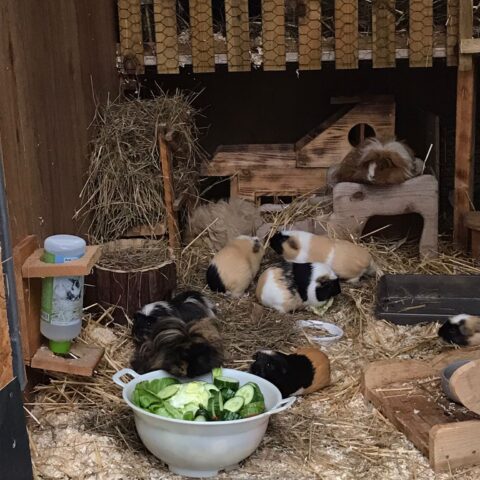 Österreichischer Tierschutzverein-Tiervermittlung-Die quirlige Meerschweinchenbande