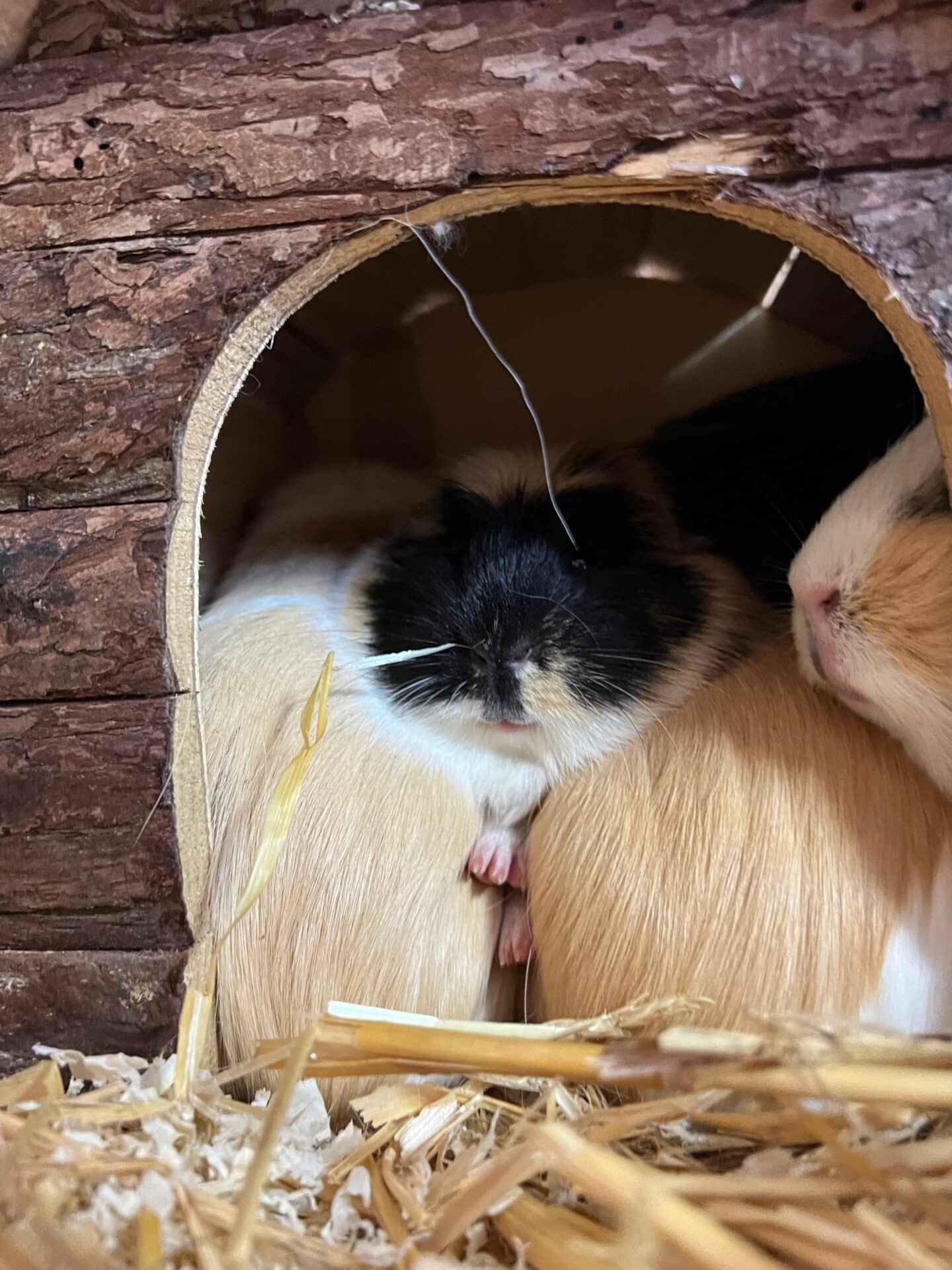 WhatsApp Image 2024 11 06 at 14.00.28 1 Österreichischer Tierschutzverein