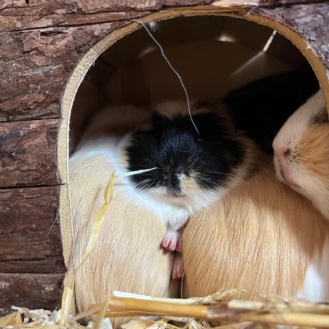 Österreichischer Tierschutzverein-Tiervermittlung-Die quirlige Meerschweinchenbande