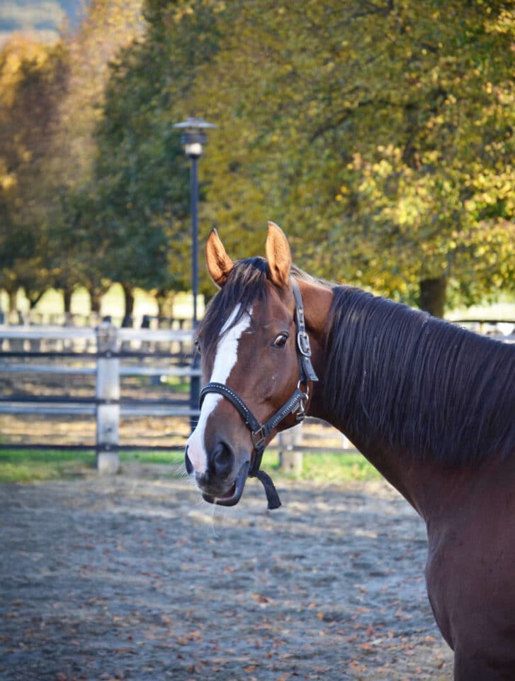 Österreichischer Tierschutzverein-Tiervermittlung: Der bezaubernde Buddy