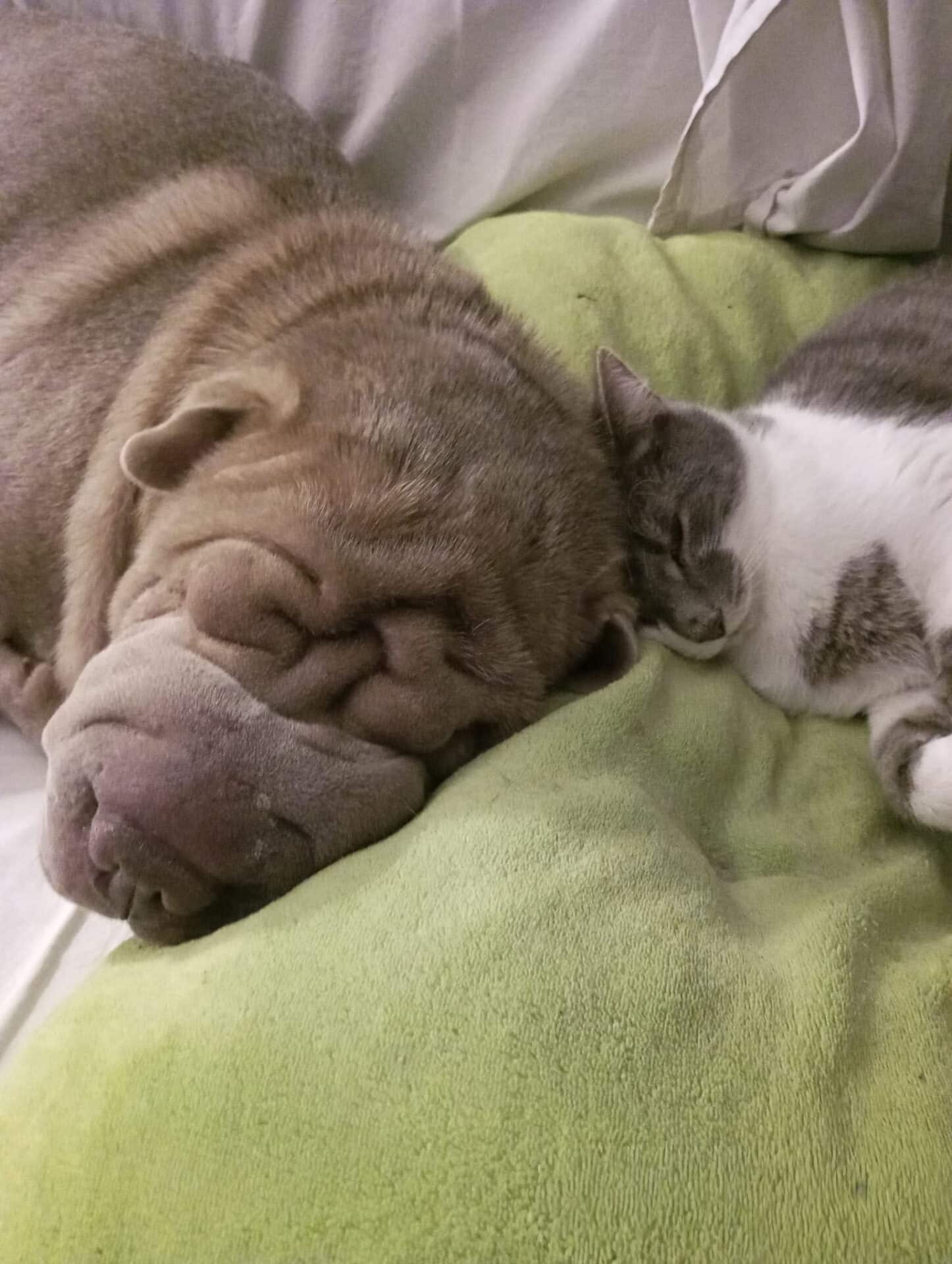 Österreichischer Tierschutzverein Österreichischer Tierschutzverein-Happy Ends: Emilio