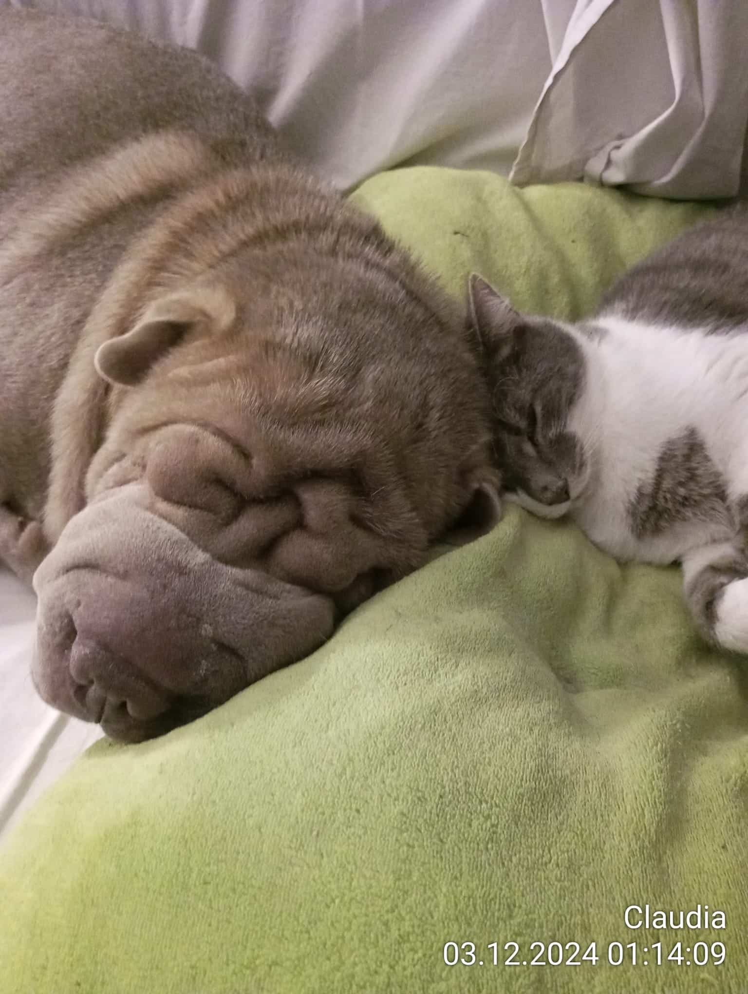 Österreichischer Tierschutzverein-Happy Ends: Emilio