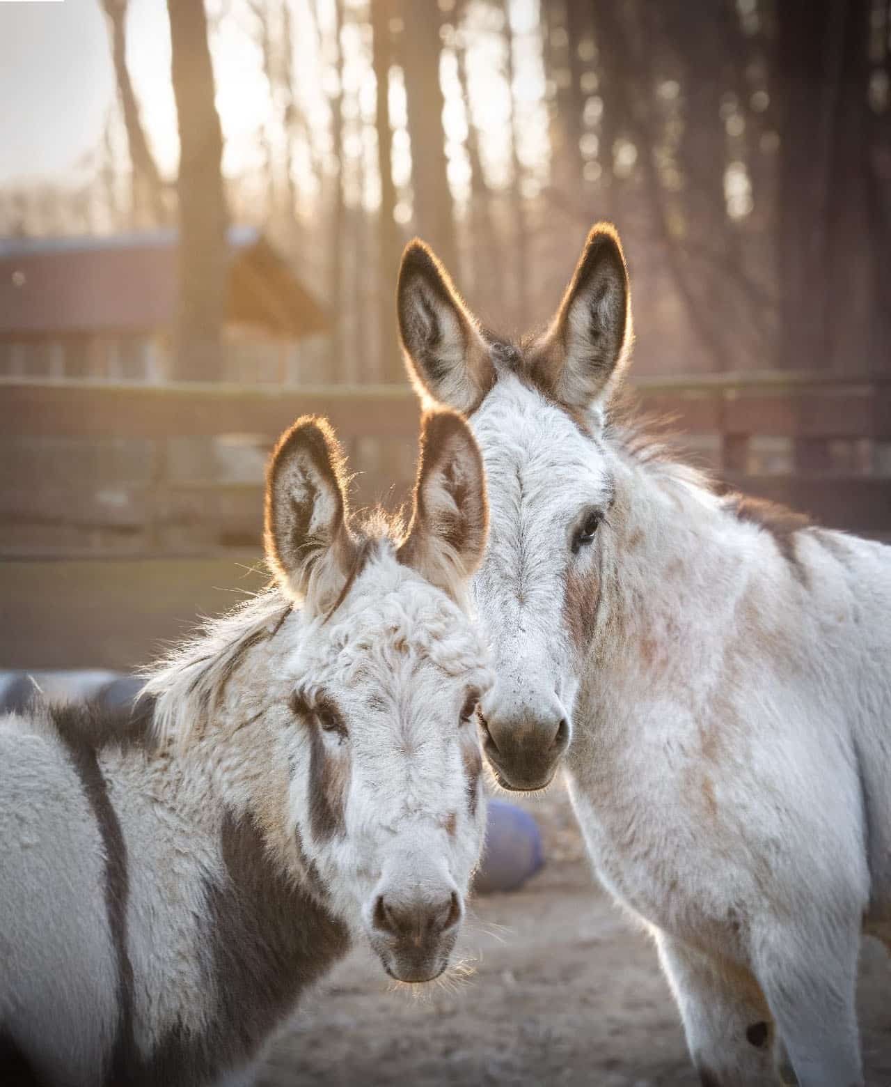Österreichischer Tierschutzverein - Beiträge - Geschenkpatenschaften