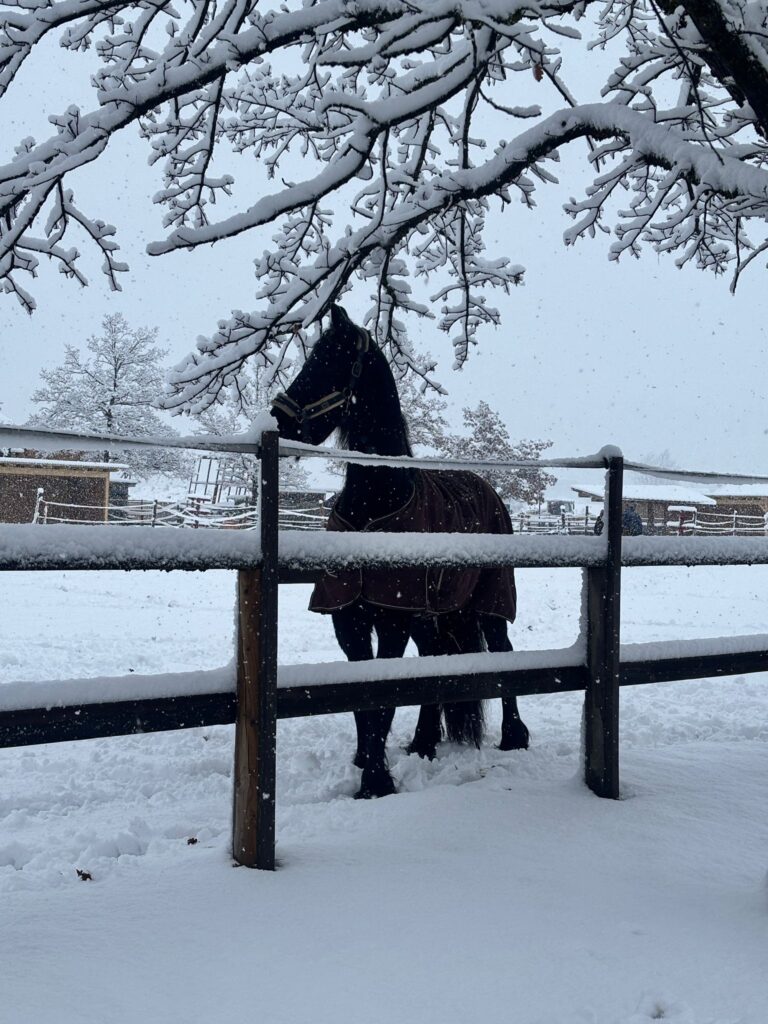 Österreichischer Tierschutzverein-Spendenkampagne-Winternotfallfond
