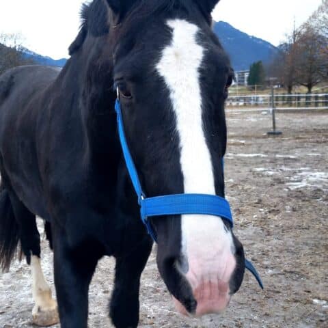Österreichischer Tierschutzverein-Tiervermittung: Die gelassene Sapphire