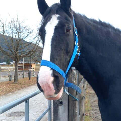 Österreichischer Tierschutzverein-Tiervermittung: Die gelassene Sapphire