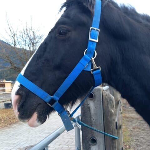 Österreichischer Tierschutzverein-Tiervermittung: Die gelassene Sapphire