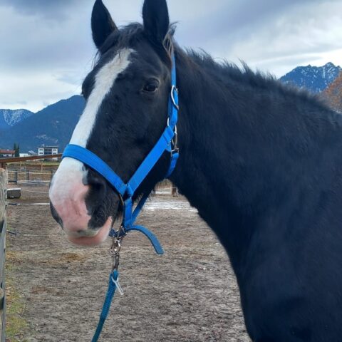 Österreichischer Tierschutzverein-Tiervermittung: Die gelassene Sapphire