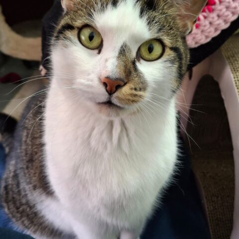 Österreichischer Tierschutzverein-Tiervermittlung: Gismo und Gandalf