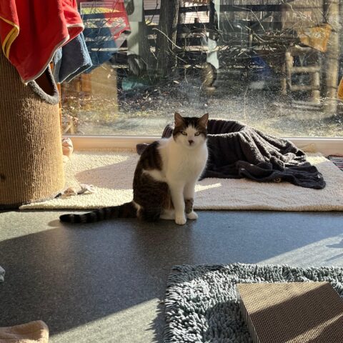 Österreichischer Tierschutzverein-Tiervermittlung: Gismo und Gandalf