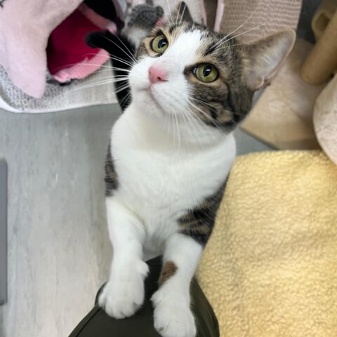 Österreichischer Tierschutzverein-Tiervermittlung: Der sanfte Genießer Professor Stephan