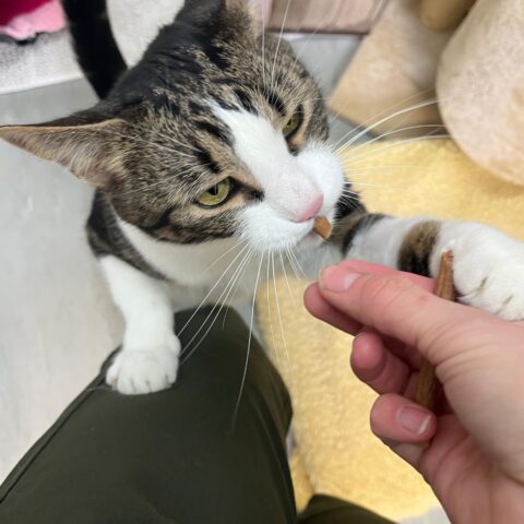 Österreichischer Tierschutzverein-Tiervermittlung: Der sanfte Genießer Professor Stephan