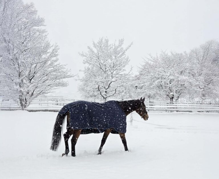 Pferd im Schnee Pferdeklappe
