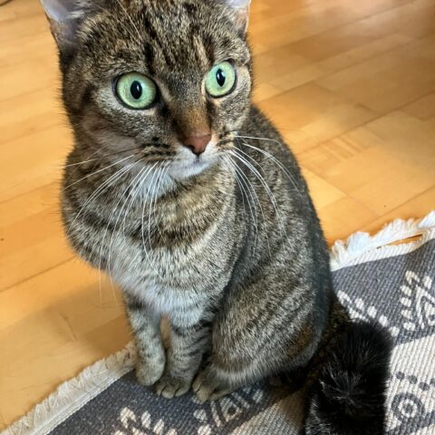 Österreichischer Tierschutzverein-Tiervermittlung: Die bildschöne Kiki