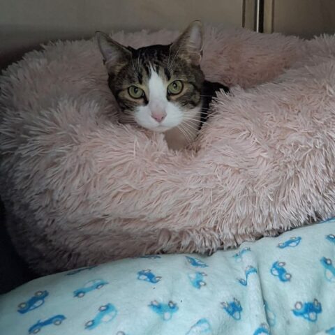 Österreichischer Tierschutzverein-Tiervermittlung: Der sanfte Genießer Professor Stephan