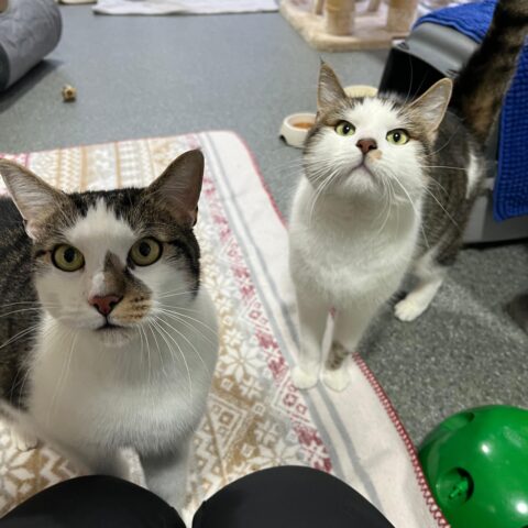 Österreichischer Tierschutzverein-Tiervermittlung: Gismo und Gandalf