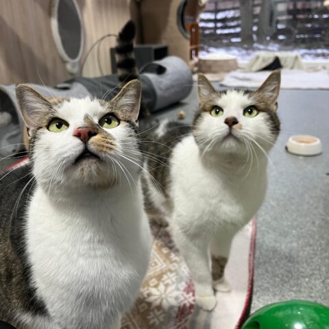 Österreichischer Tierschutzverein-Tiervermittlung: Gismo und Gandalf