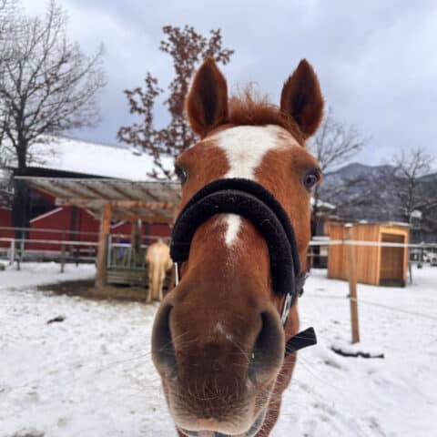 Österreichischer Tierschutzverein-Tiervermittlung: Die feinfühlige Bella