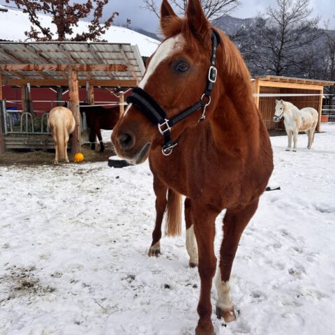 Österreichischer Tierschutzverein-Tiervermittlung: Die feinfühlige Bella