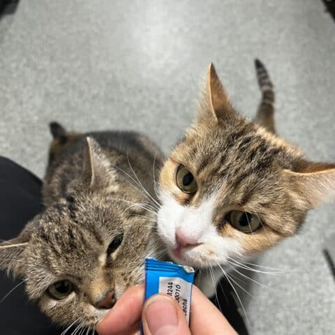 Österreichischer Tierschutzverein-Tiervermittlung: Ariane und Tamina