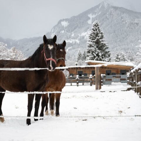Österreichischer Tierschutzverein- Tiervermittlung: Rohdiamant Valea