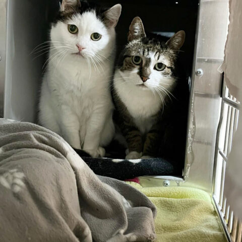 Österreichischer Tierschutzverein-Tiervermittlung: Henry & Jamie