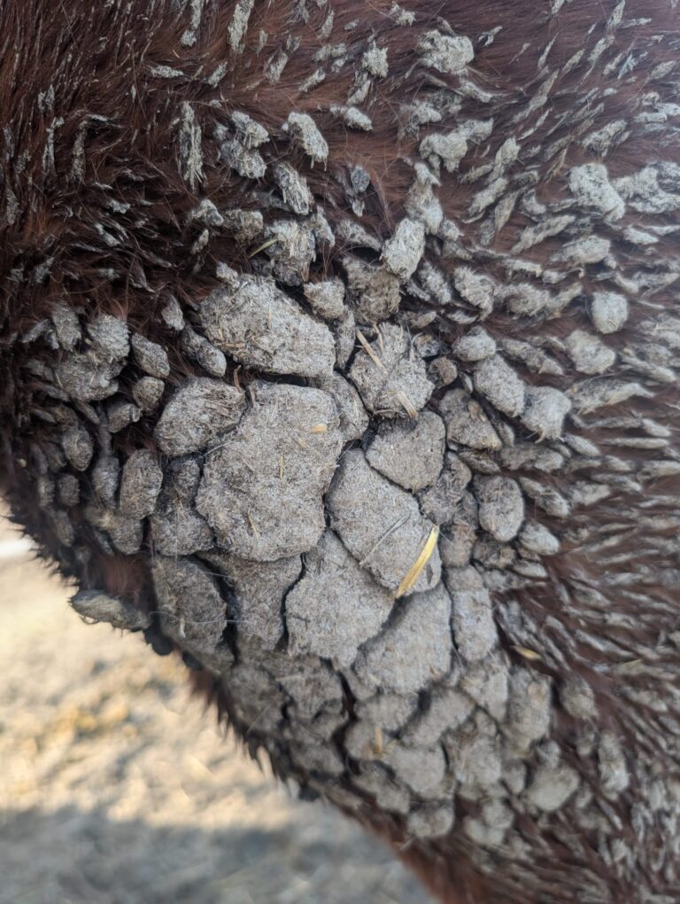 Mit Kot und Schmutz verfilzt © Österreichischer Tierschutzverein