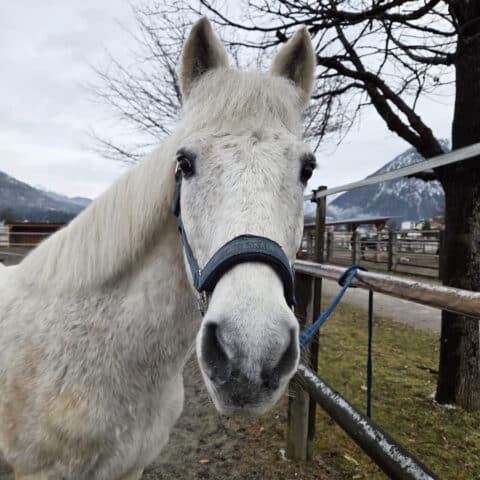 Österreichischer Tierschutzverein-Tiervermittlung: Der herzensliebe Timi