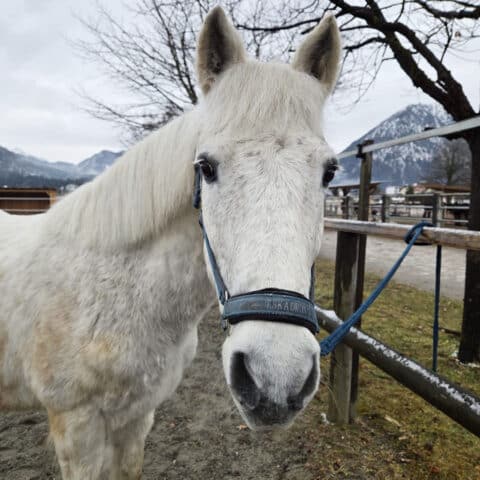 Österreichischer Tierschutzverein-Tiervermittlung: Der herzensliebe Timi