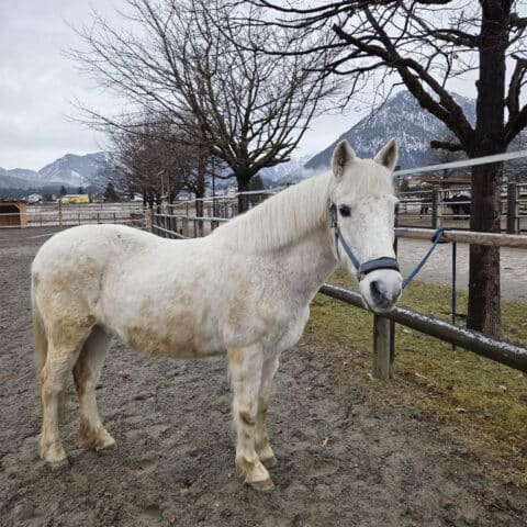 Österreichischer Tierschutzverein-Tiervermittlung: Der herzensliebe Timi