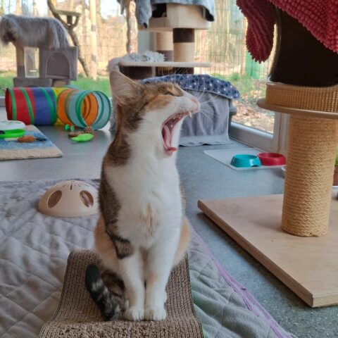 Österreichischer Tierschutzverein-Tiervermittlung: Ariane und Tamina