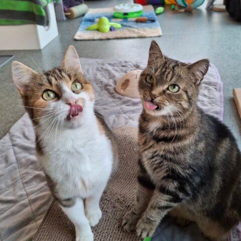 Österreichischer Tierschutzverein-Tiervermittlung: Ariane und Tamina