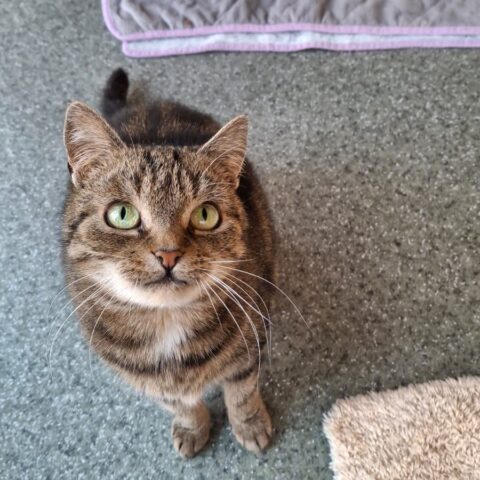 Österreichischer Tierschutzverein-Tiervermittlung: Ariane und Tamina