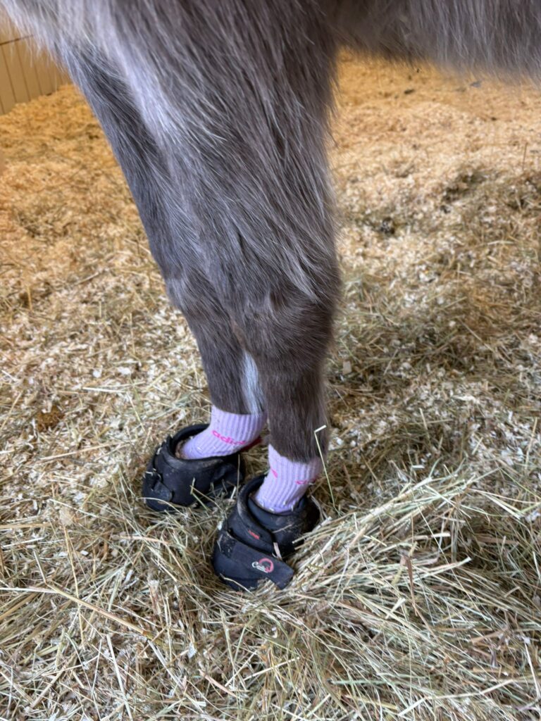 Mary Hufschuhe © Österreichischer Tierschutzverein