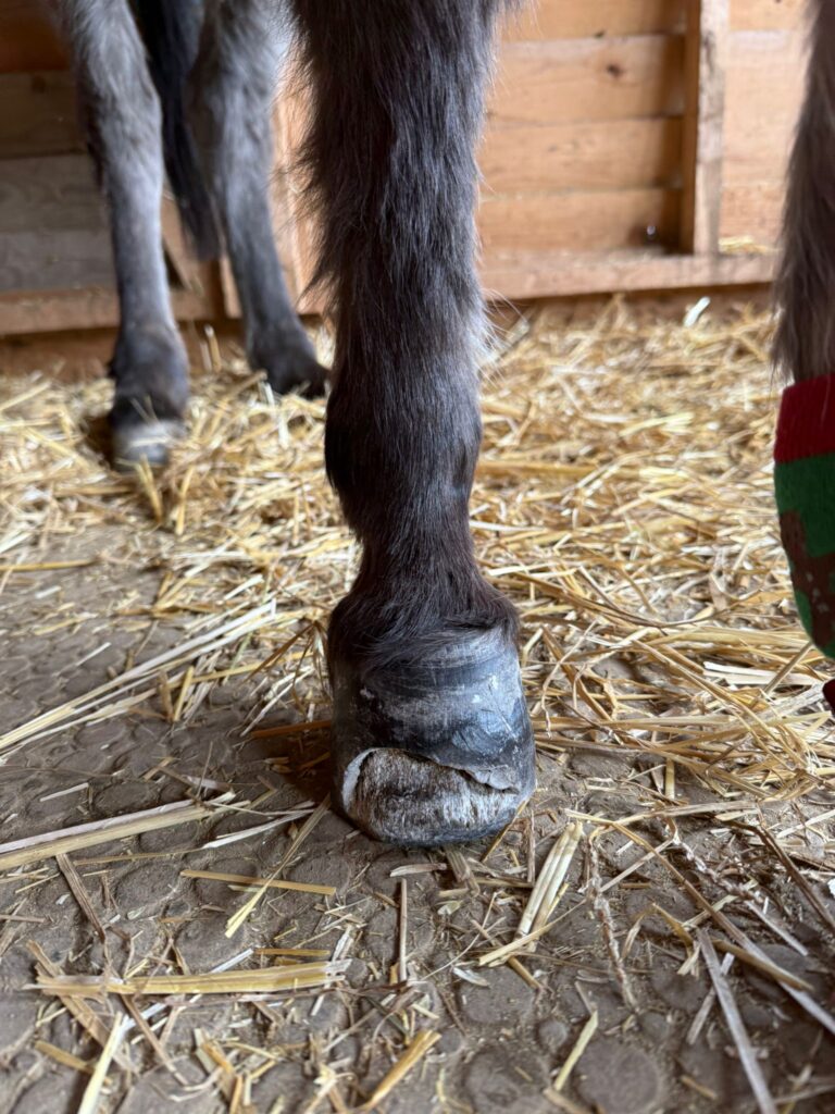 Hufproblem bei Mary © Österreichischer Tierschutzverein