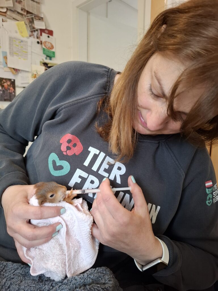 Eichhörnchenbaby Fütterung © Österreichischer Tierschutzverein
