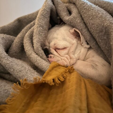 Österreichsicher Tierschutzverein - Tiervermittlung: Charakternase Harper