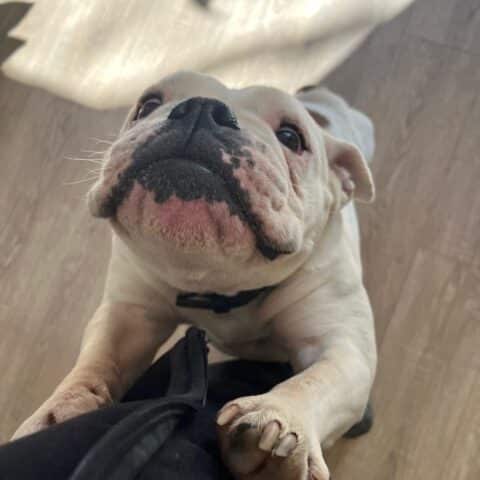 Österreichsicher Tierschutzverein - Tiervermittlung: Charakternase Harper