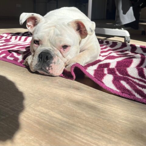 Österreichsicher Tierschutzverein - Tiervermittlung: Charakternase Harper