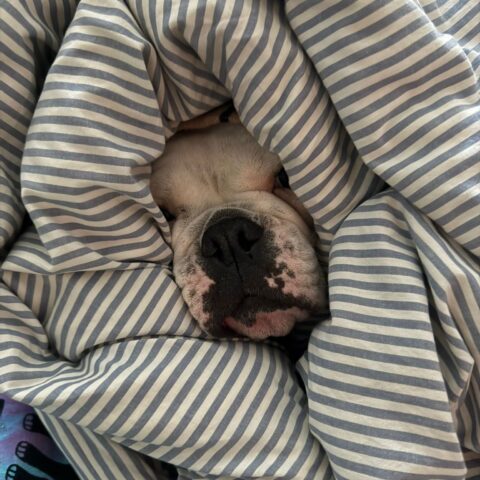 Österreichsicher Tierschutzverein - Tiervermittlung: Charakternase Harper