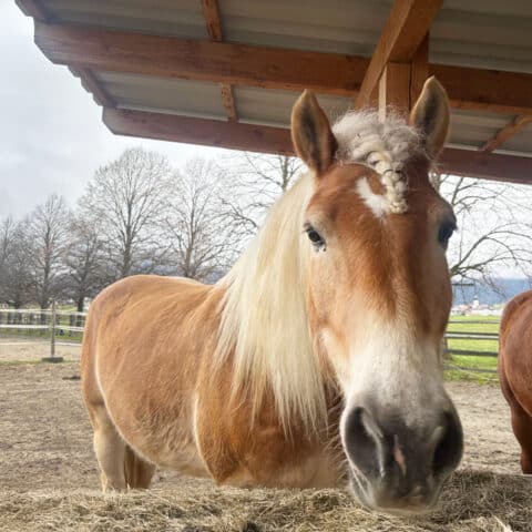 Österreichischer Tierschtzverein - Tiervermittlung - Der charakterstarke Navaro