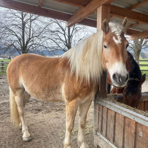 Österreichischer Tierschtzverein - Tiervermittlung - Der charakterstarke Navaro