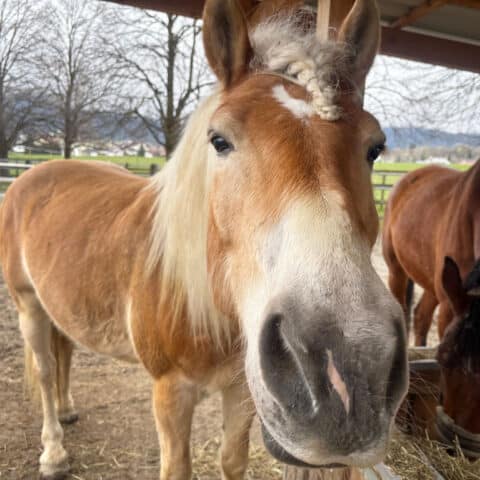 Österreichischer Tierschtzverein - Tiervermittlung - Der charakterstarke Navaro