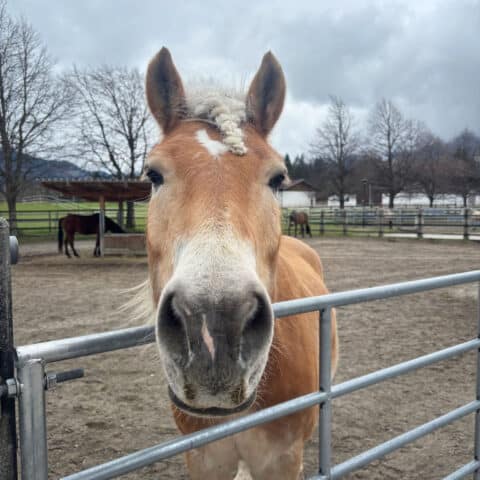 Österreichischer Tierschtzverein - Tiervermittlung - Der charakterstarke Navaro