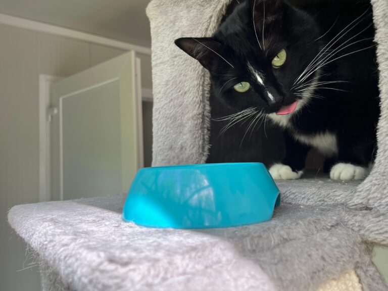 Österreichischer Tierschutzverein-Spendenkampagne: Ausbau Assisi-Hof Stockerau