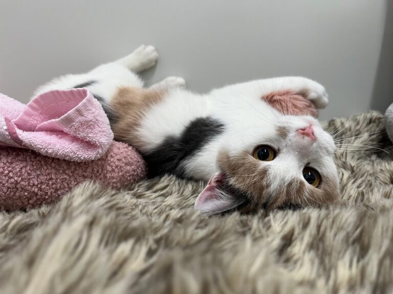 Österreichischer Tierschutzverein-Spendenkampagne: Ausbau Assisi-Hof Stockerau