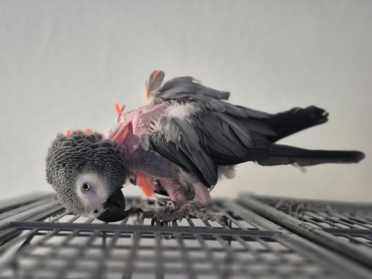Österreichischer Tierschutzverein- Spendenkampagne: Graupapagei Guggi